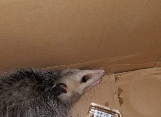 Opossum Breaks Into Shop and Gets Drunk on Bourbon Whiskey