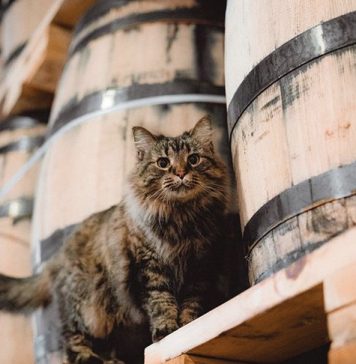 Distillery Cats: Five Dutiful Whiskey Felines You Should Know Sugar Maple surveys her kingdom at Nelson's Greenbriar Distillery, where she's affectionately known as "The Queen." Credit @ngbdistillery on Instagram.