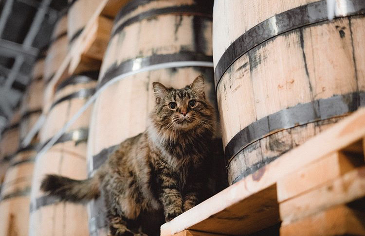 Sugar Maple surveys her kingdom at Nelson's Greenbriar Distillery" Credit @ngbdistillery on Instagram.