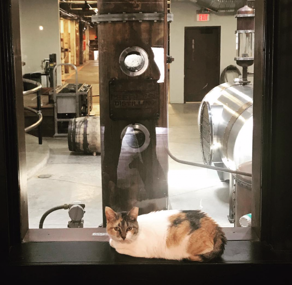 Princess Rye keeps an eye on the distilling equipment at Kentucky Peerless. Credit @ryemeow_ on Instagram.