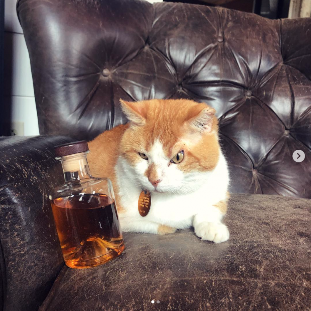Distillery Cats Five Dutiful Whiskey Felines You Should Know