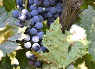 How Phylloxera Jumpstarted The Modern Whiskey Industry