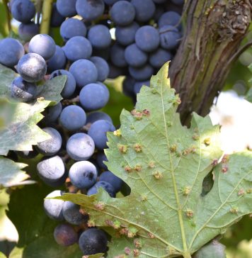How Phylloxera Jumpstarted The Modern Whiskey Industry