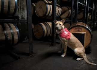 Early Times Rescued a Very Good Boy and He Just Graduated from His Service Dog Program